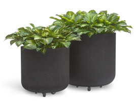 Сет № 37 - Хосты в кашпо Treez Ergo Hard Rock Цилиндрическая чаша на колёсиках