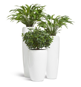 Сет № 46 - Композиция с Калатеями и Питтоспорумом в кашпо Treez Effectory Gloss