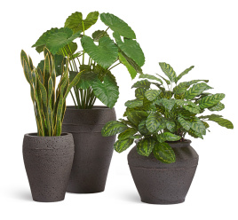Сет № 63 - Композиция с Алоказией и Калатеей в кашпо Treez Ergo Nero