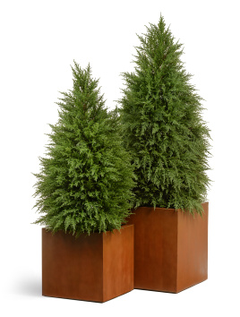 Сет № 79 - Композиция кипарисы в кубах Treez Effectory Corten Steel
