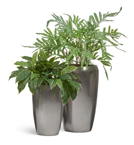 Сет № 125 - Композиция с папоротником и аглаонемой в серебряных кашпо Treez Effectory Metal