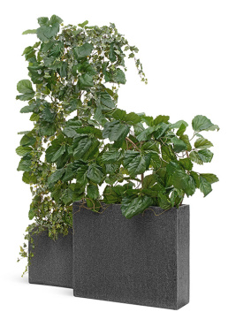 Сет № 134 - Композиция с тетрастигмой и плющом в кашпо Treez Effectory Stone