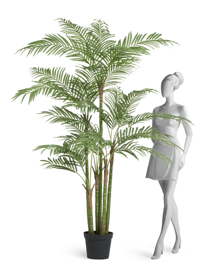 Пальма Бамбуковая фото