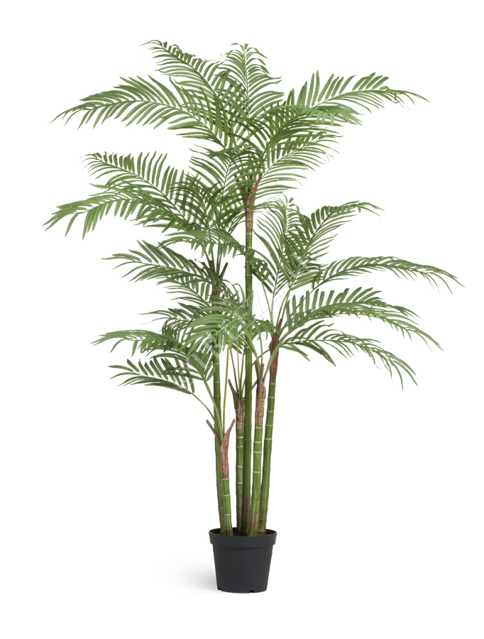 Пальма Бамбуковая фото