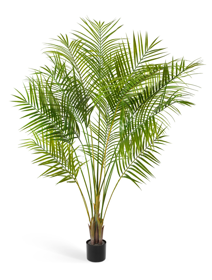 Пальма Арека Новая фото