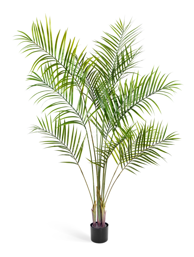 Пальма Арека Новая фото