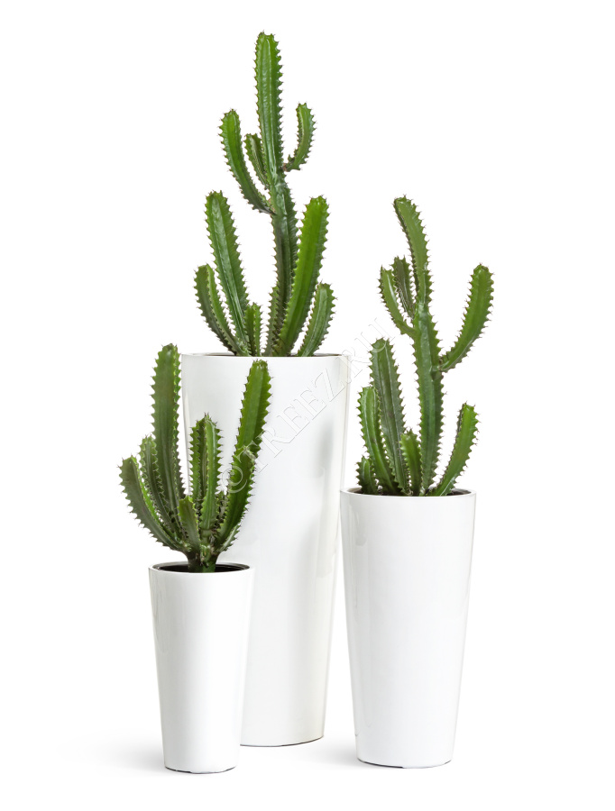 Кактус Цереус Стайл фото