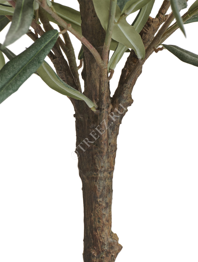 Олива Топиари Нэйчерел (серия Prime) фото