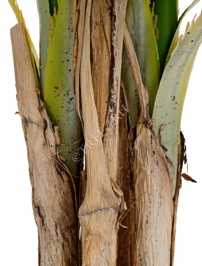 Пальма Арека Катеху де Люкс фото