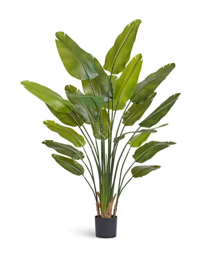 Стрелиция New Style (Sensitive Botanic) фото