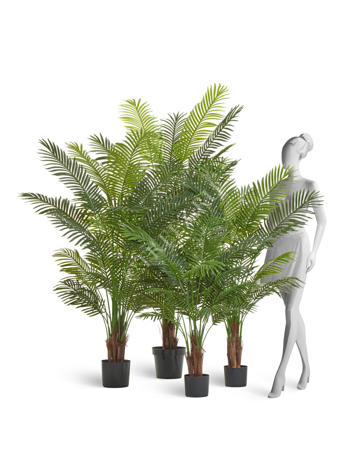 Пальма Арека Хризалидокарпус New фото