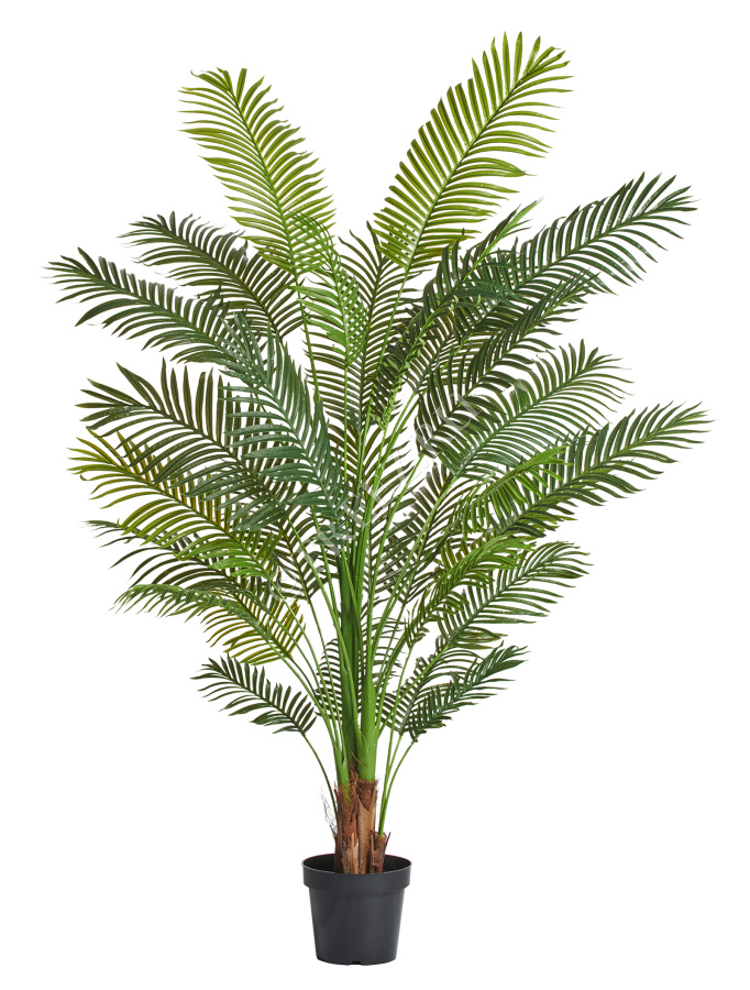 Пальма Арека Хризалидокарпус New фото