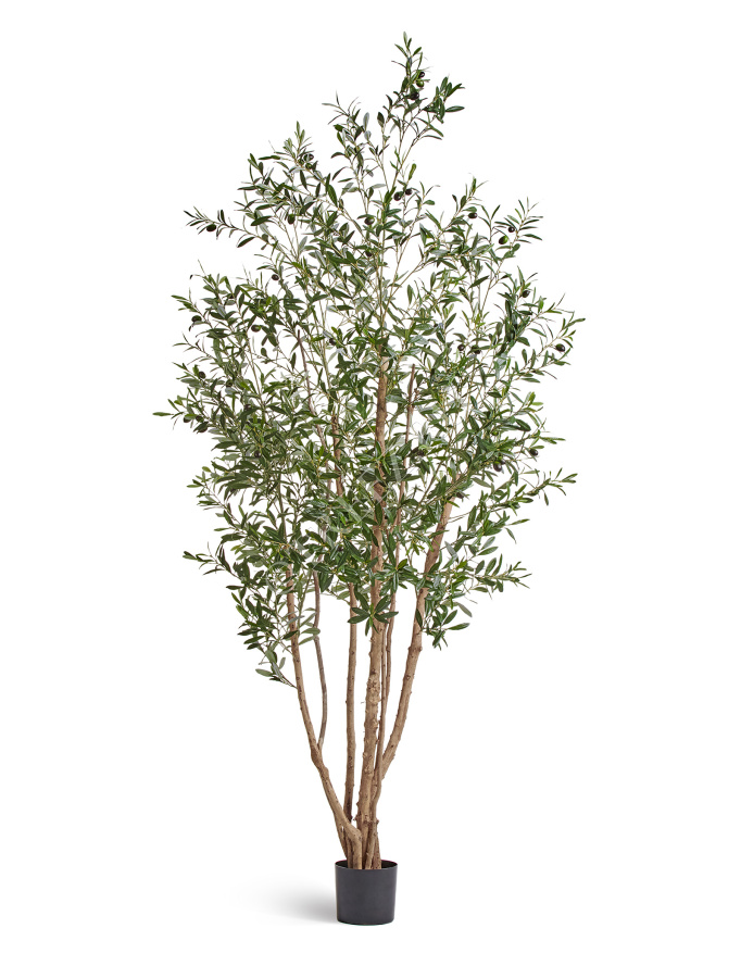 Олива Вайлд с плодами фото