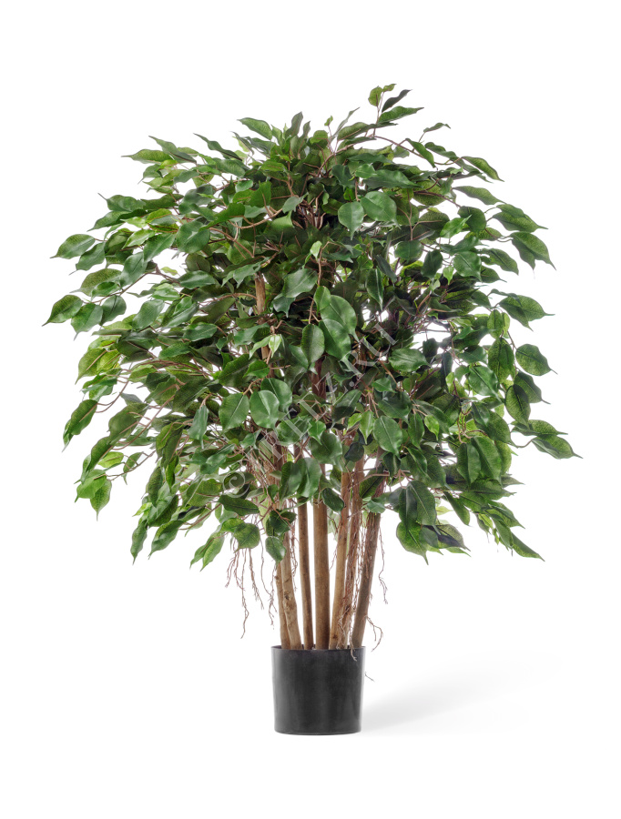 Фикус Бенджамина карликовый многоствольный фото