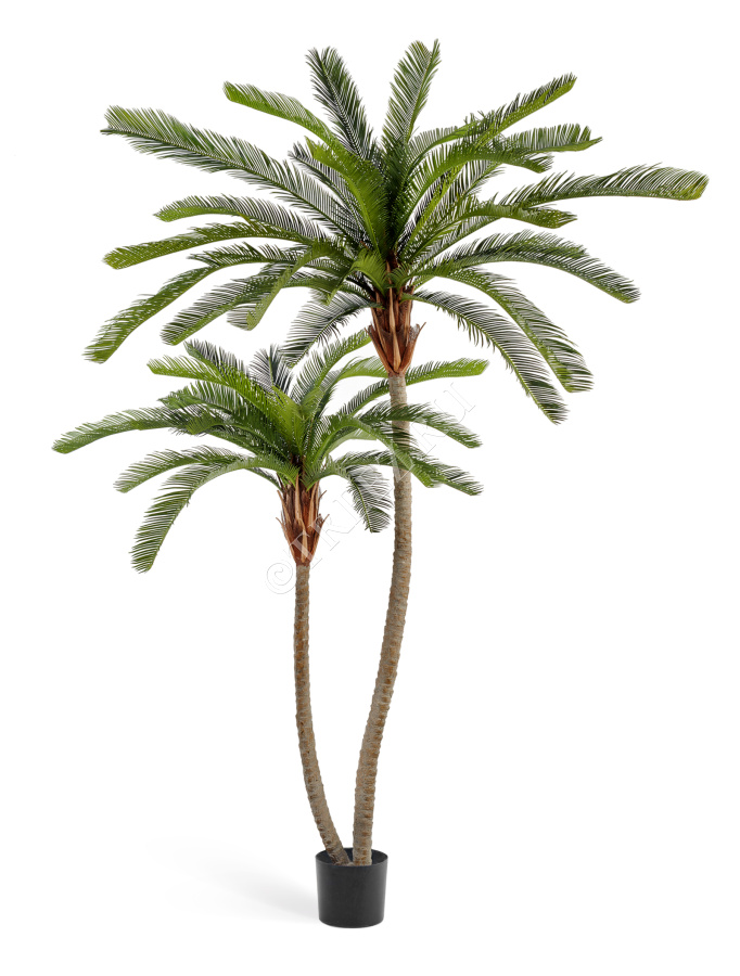 Пальма Цикас двухствольная фото