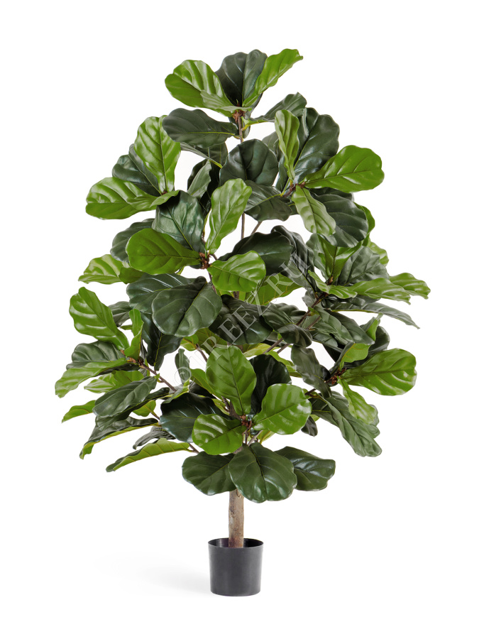 Фикус Лирата 130 см фото