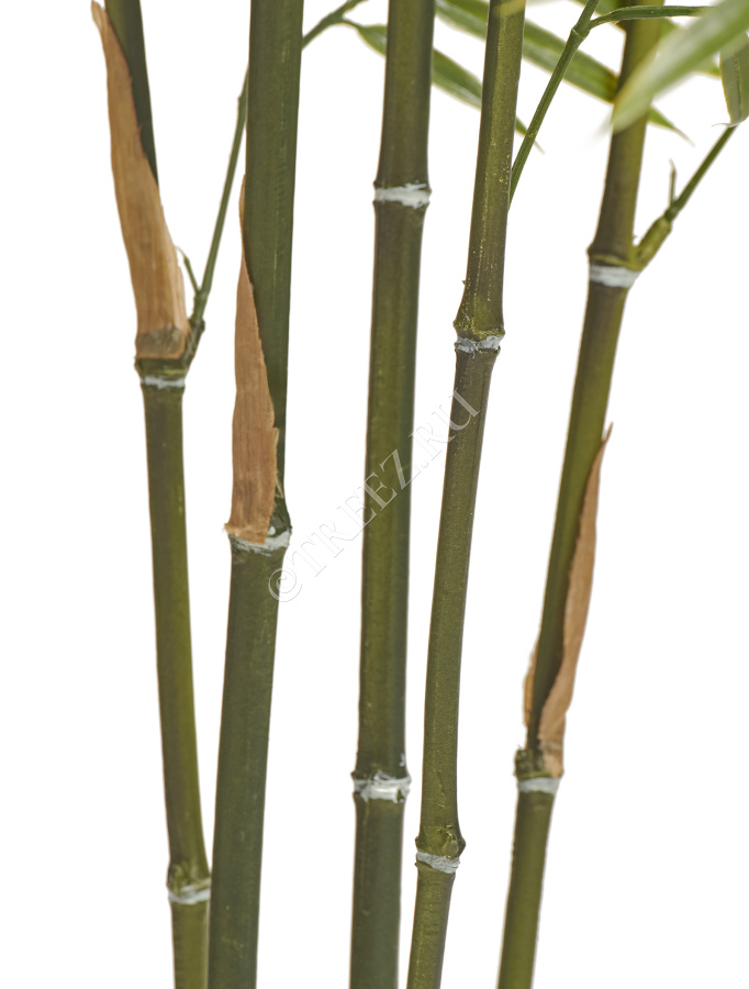 Бамбук японский Style (с UV-фильтром)  фото