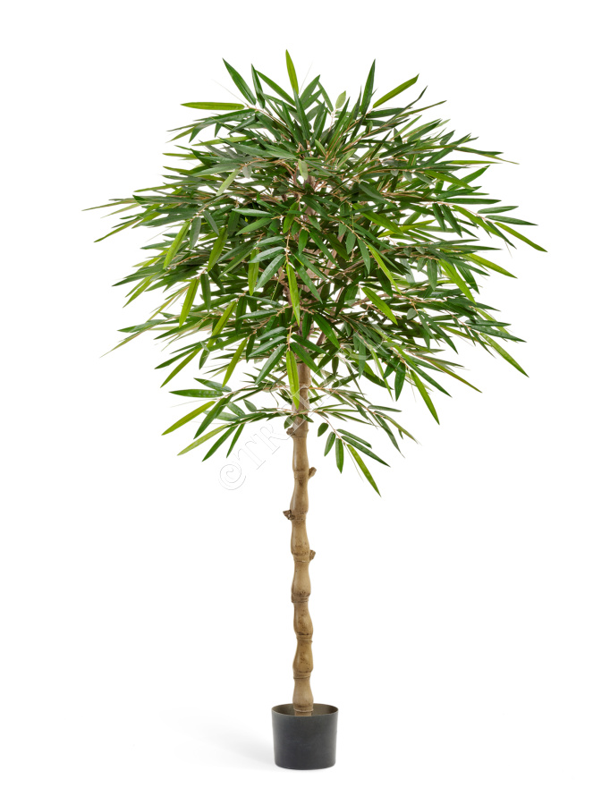 Бамбук Новый зонтичный фото