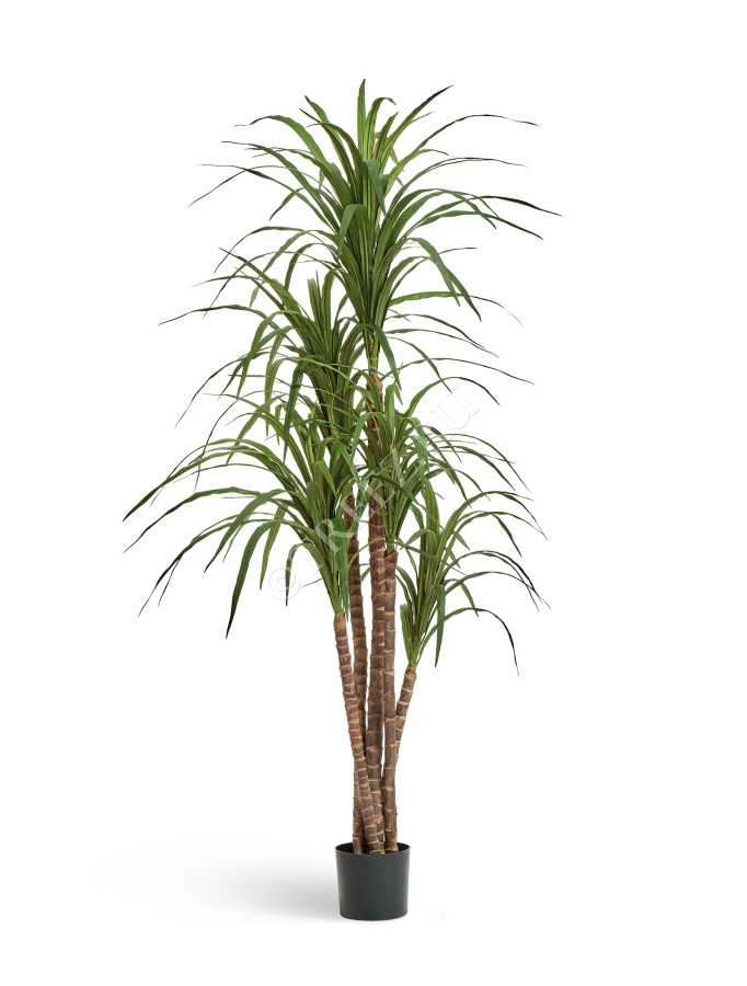 Драцена Маргината фото