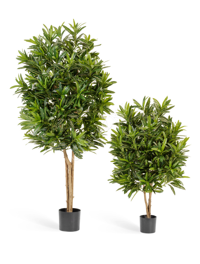 Кротон Голдфингер фото