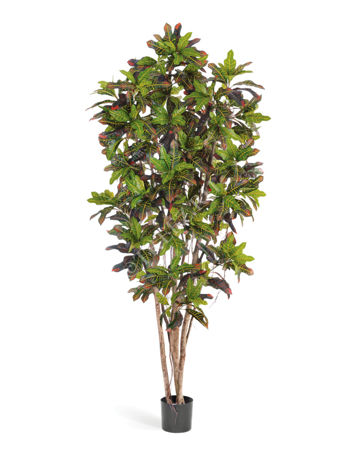 Кротон фото