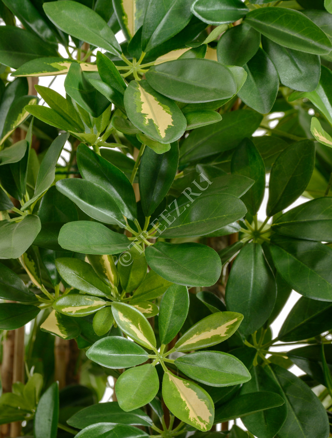 Шеффлера зонтичная пёстрая фото