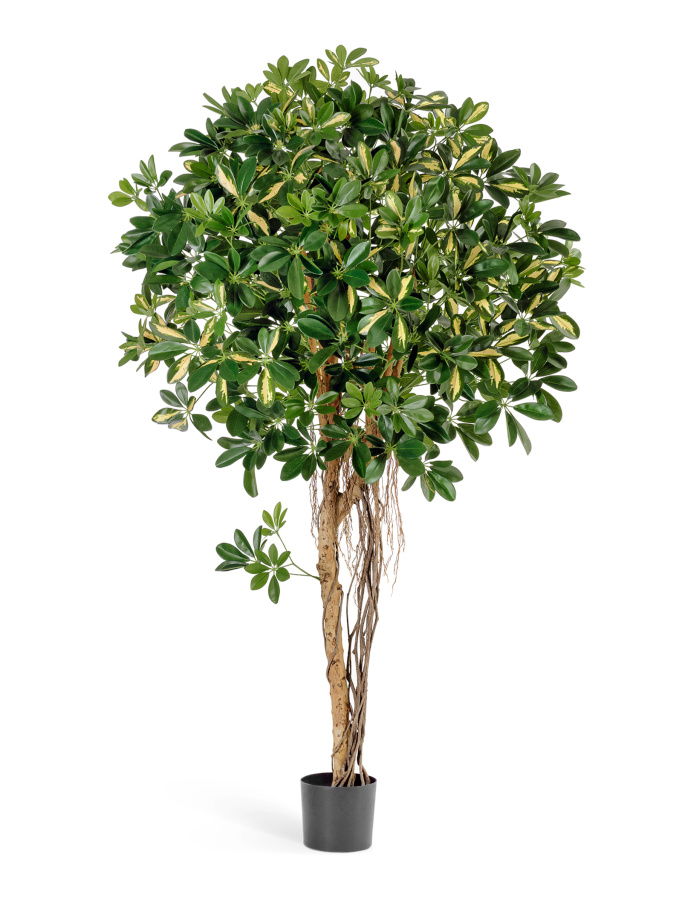 Шеффлера зонтичная пёстрая фото