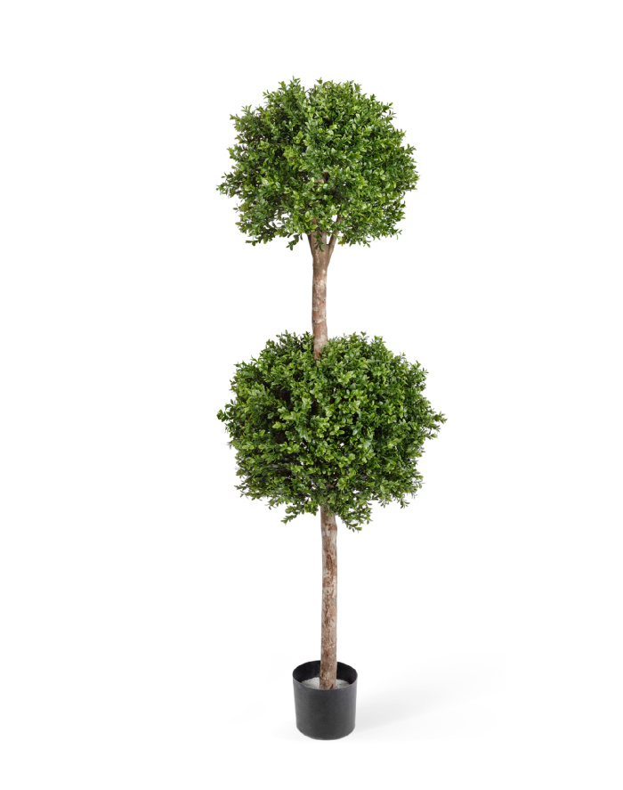 Самшит шар Двойной уличный фото