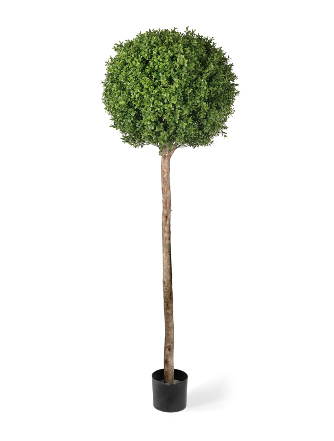 Самшиты Шары уличные на высоком стволе фото