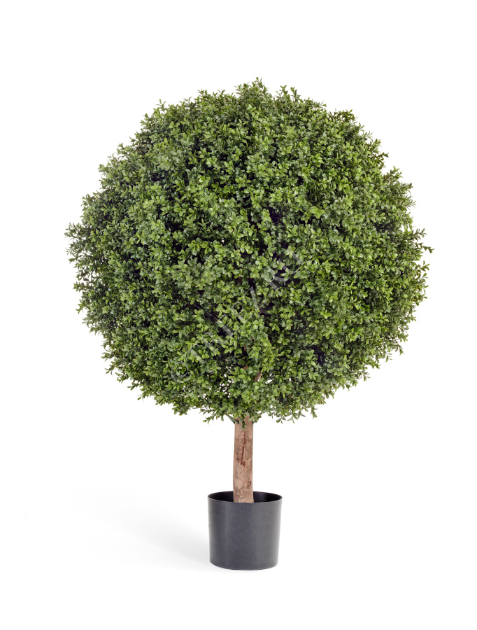 Самшит Шар-Гигант уличный в-120 см фото