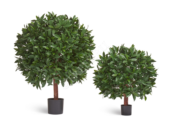 Лавр круглый с UV-фильтром уличный фото