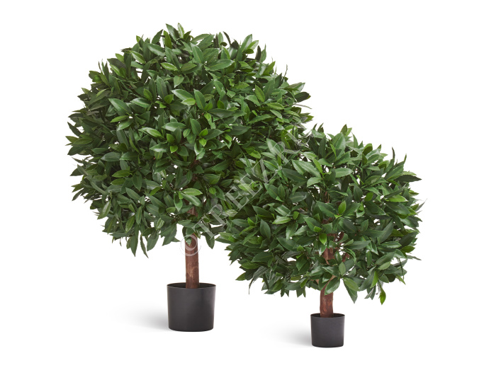 Лавр круглый с UV-фильтром уличный фото