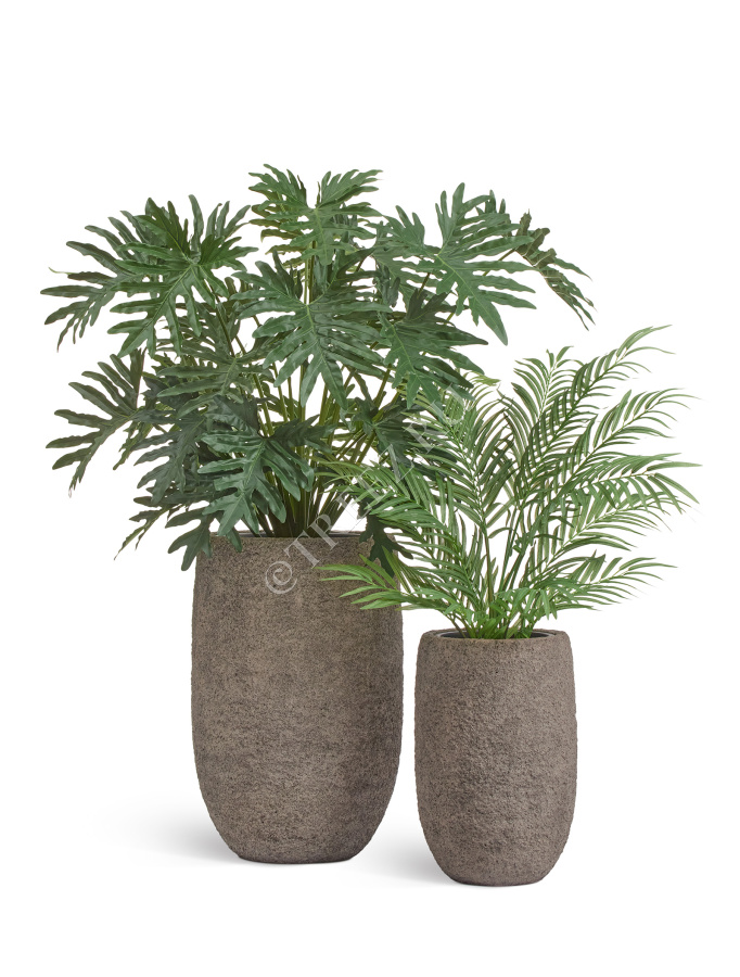 Филодендрон Селло Лардж куст фото