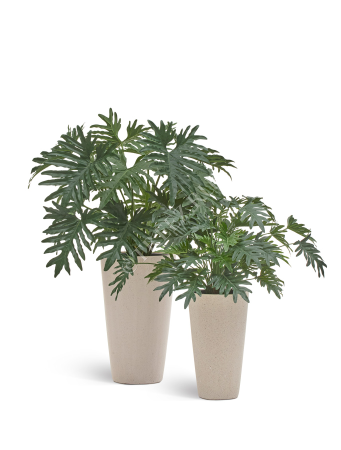 Филодендрон Ксанаду Мидл куст фото