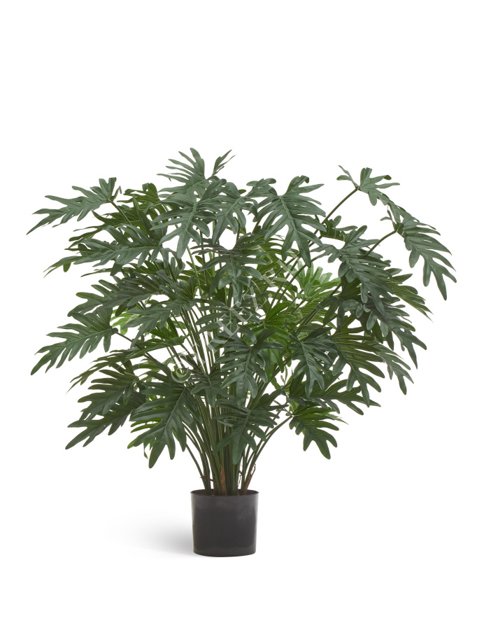 Филодендрон Ксанаду Лардж куст фото