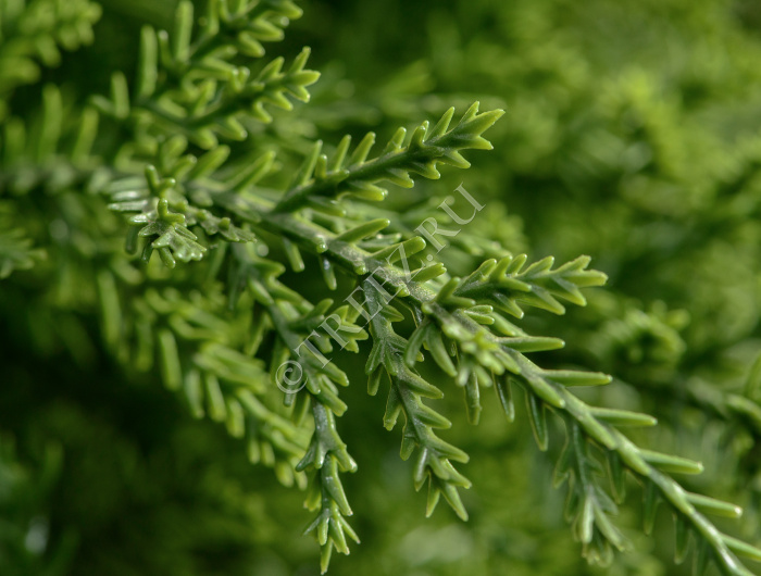 Кипарис Тауэр уличный фото