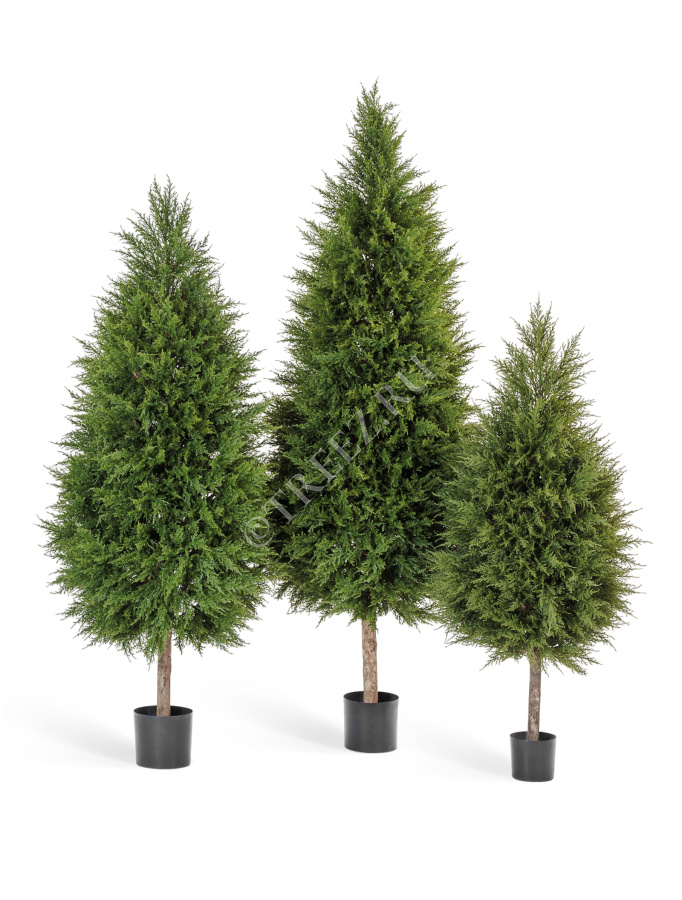 Кипарис Тауэр уличный фото