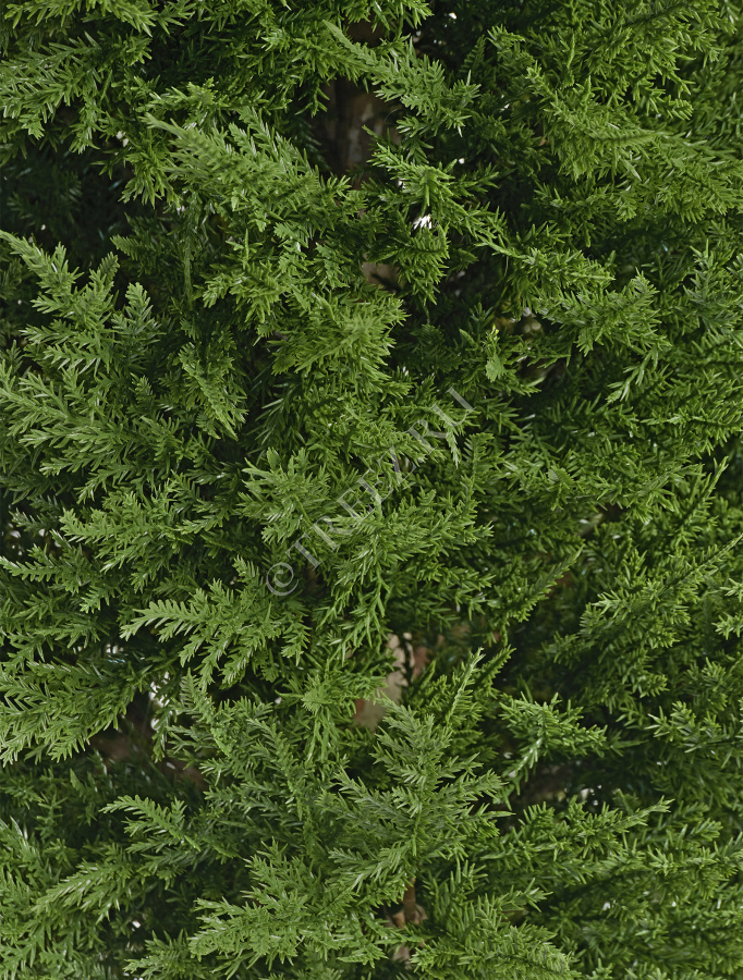 Кипарис Тауэр Элегант уличный фото