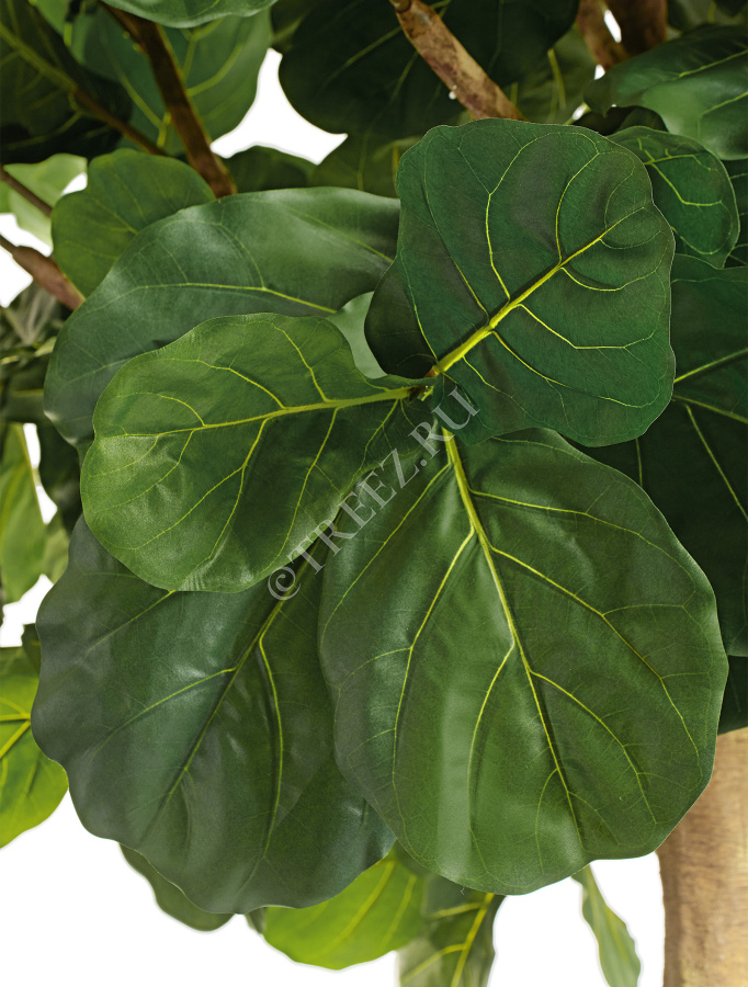Гигантский фикус Лирата штамбовый фото
