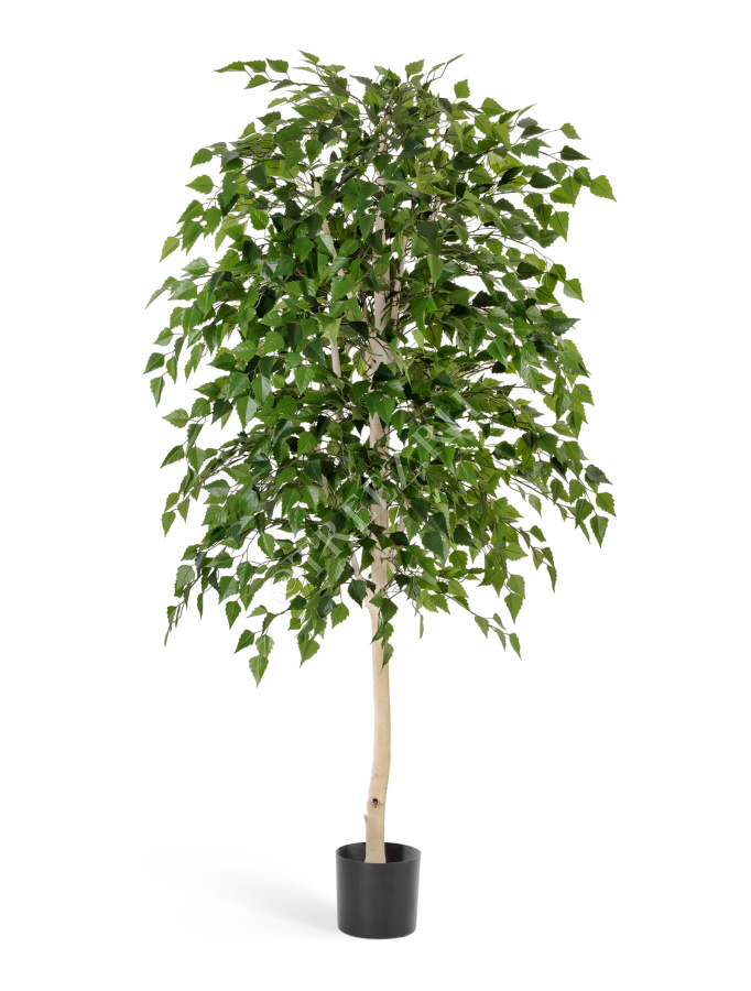 Берёза натуральная фото