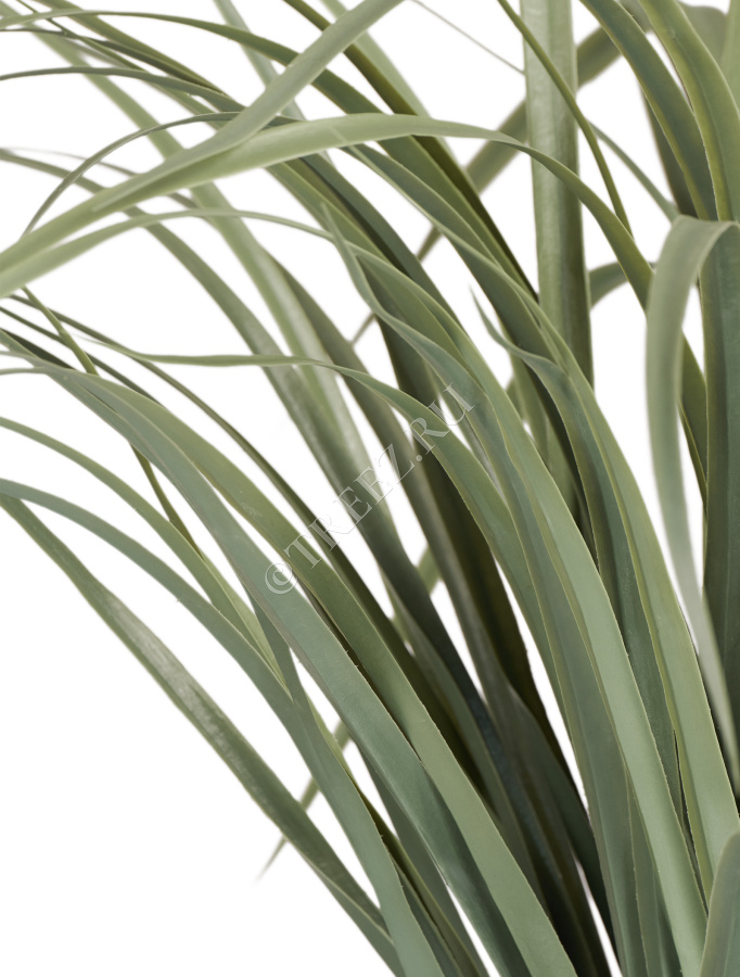 Лемонграсс трава припылённо-зелёная в горшке фото