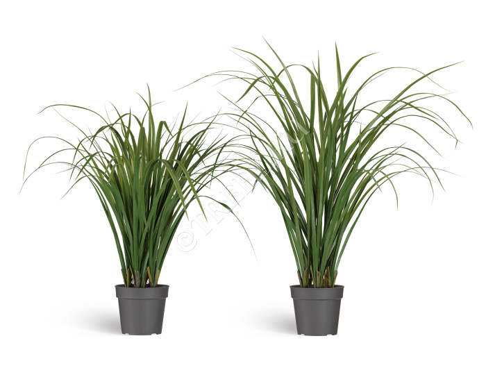 Лемонграсс трава зелёная в горшке фото