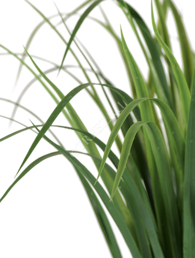 Лемонграсс трава зелёная высокая в горшке фото