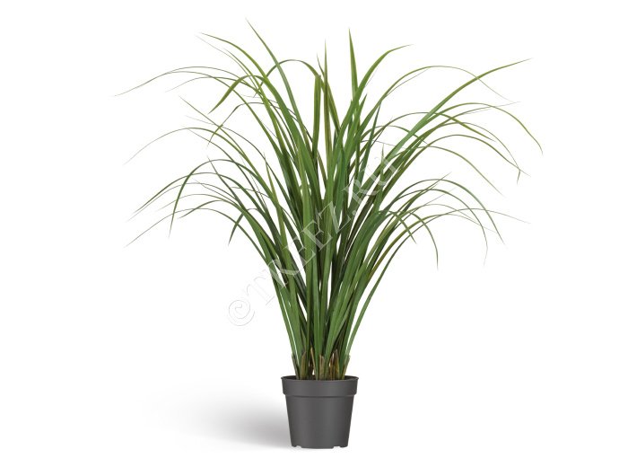 Лемонграсс трава зелёная высокая в горшке фото