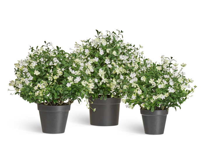 Альпийское разнотравье с белыми цветами (3 размера) фото