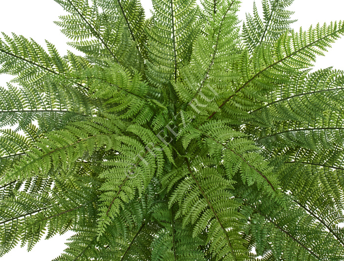 Папоротник Вудвардия большой фото