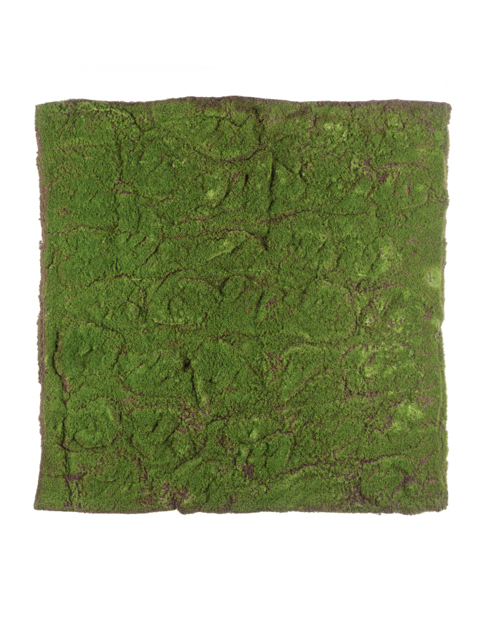 Мох полотно фото