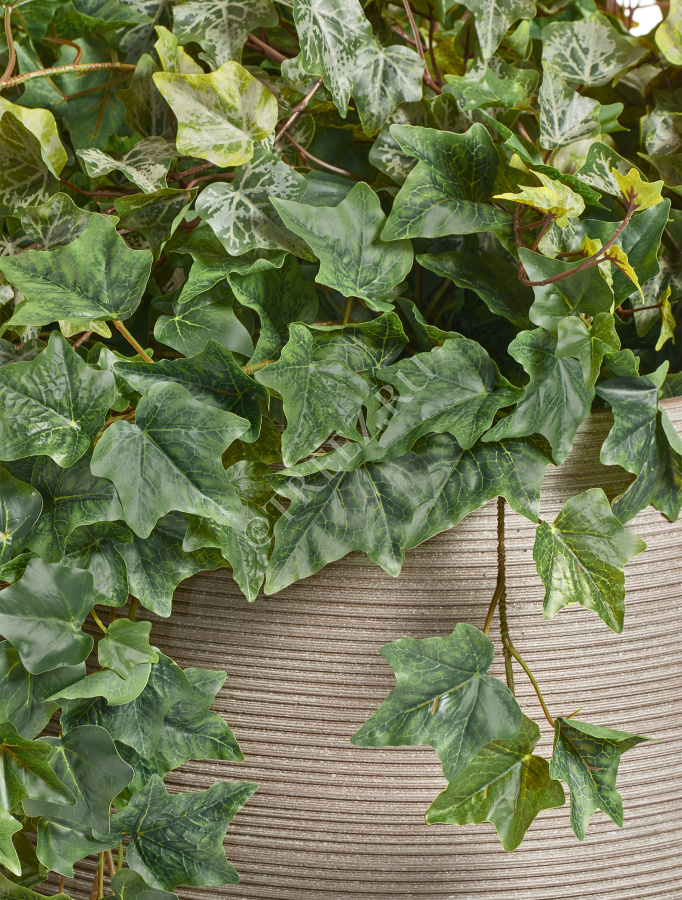 Английский плющ Биг Олд Тэмпл крупнолистный зелёный фото