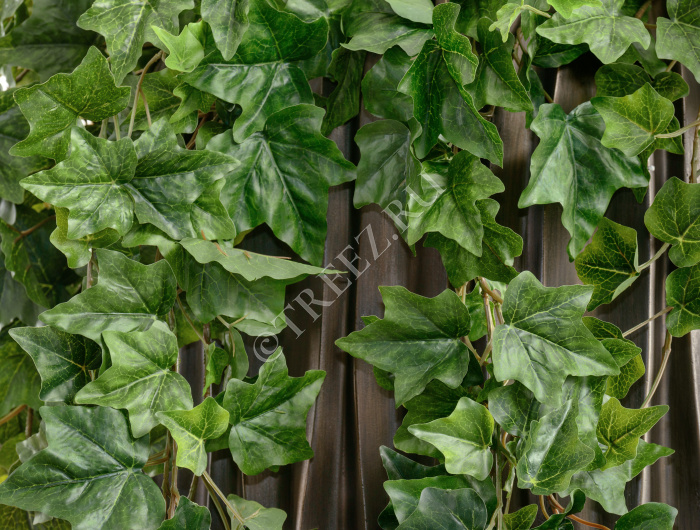 Английский плющ Биг Олд Тэмпл крупнолистный зелёный фото
