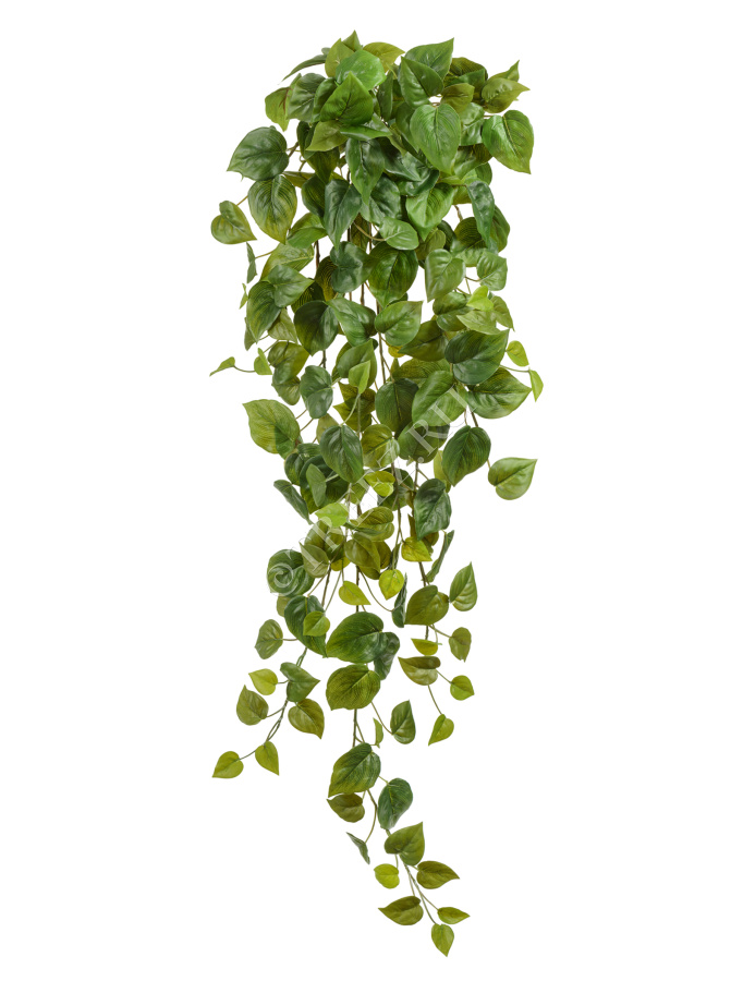 Филодендрон Сканденс ампельный фото